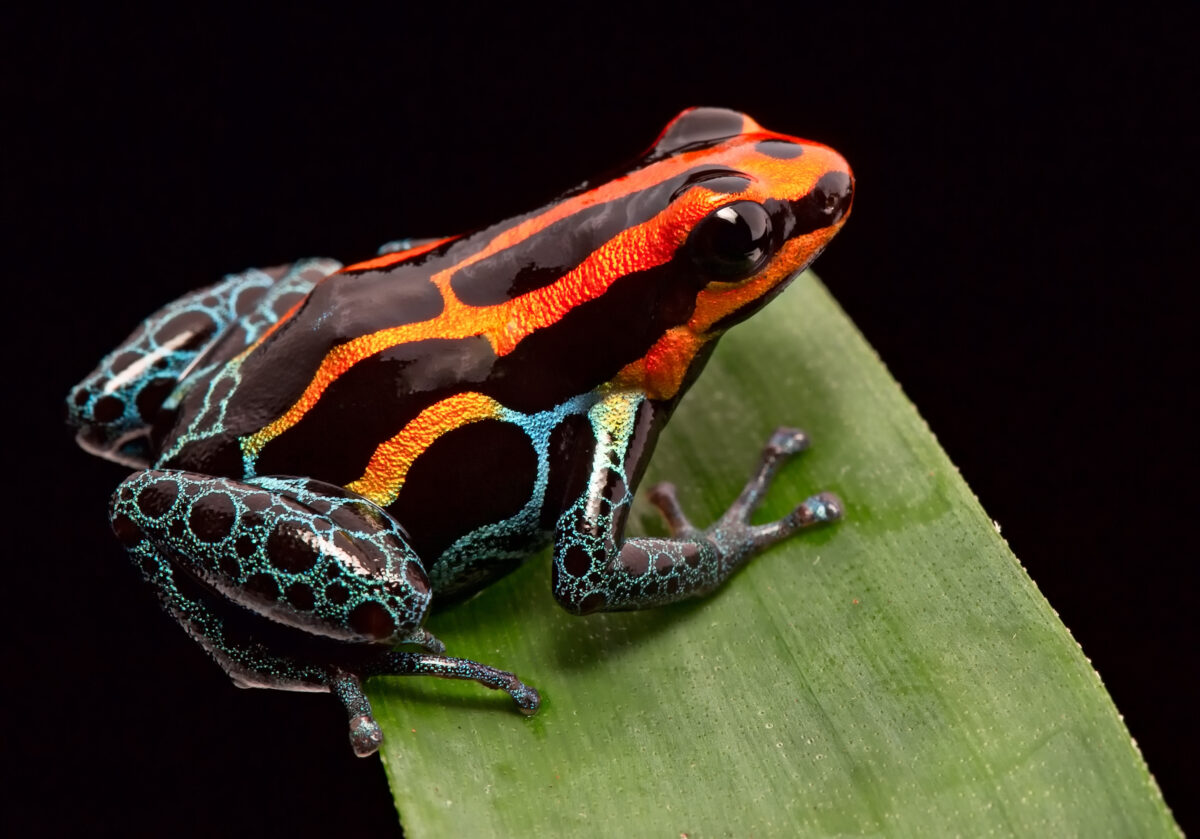 Red striped poison dart frog