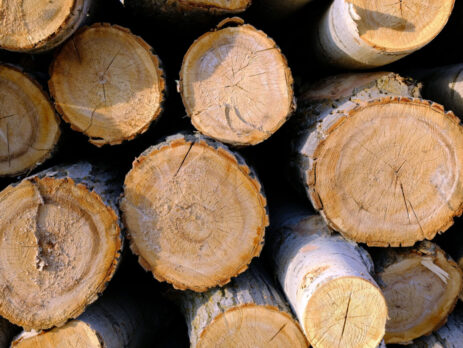 Aerial view of poplar trees cut for timber||An illustration of biomass feedstocks