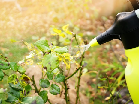 Person spraying a rose bush with a fungicide