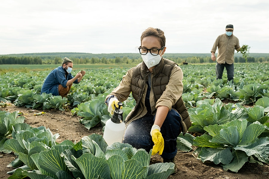Farmer spraying a green cabbage with pesticides
