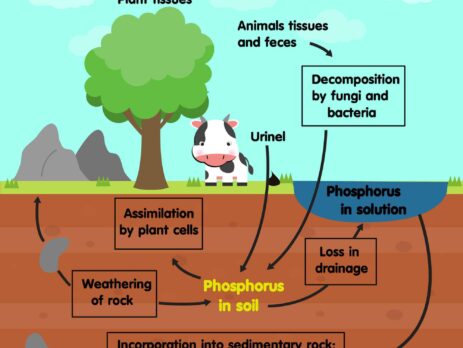 Graphic showing the phosphorous cycle