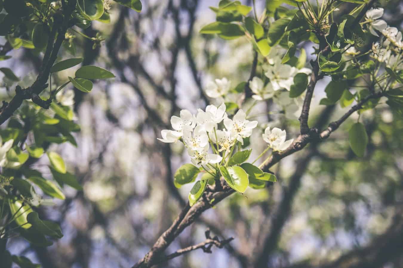 Flowers blooming in a tree, marking the start of spring and Spring Fever