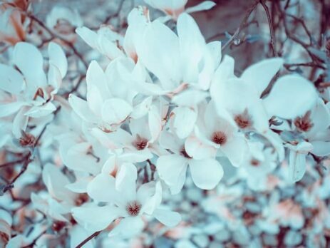 White flowers blossoming in spring