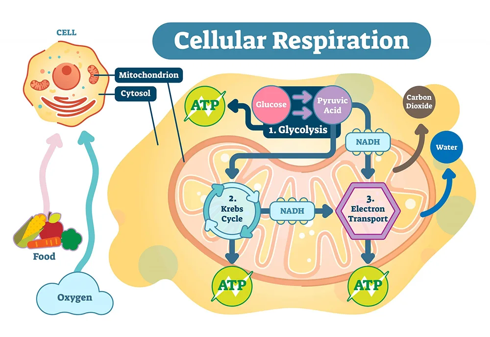 Diagram showing how cellular respiration works