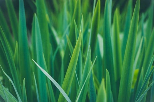 Macro shot of blades of grass