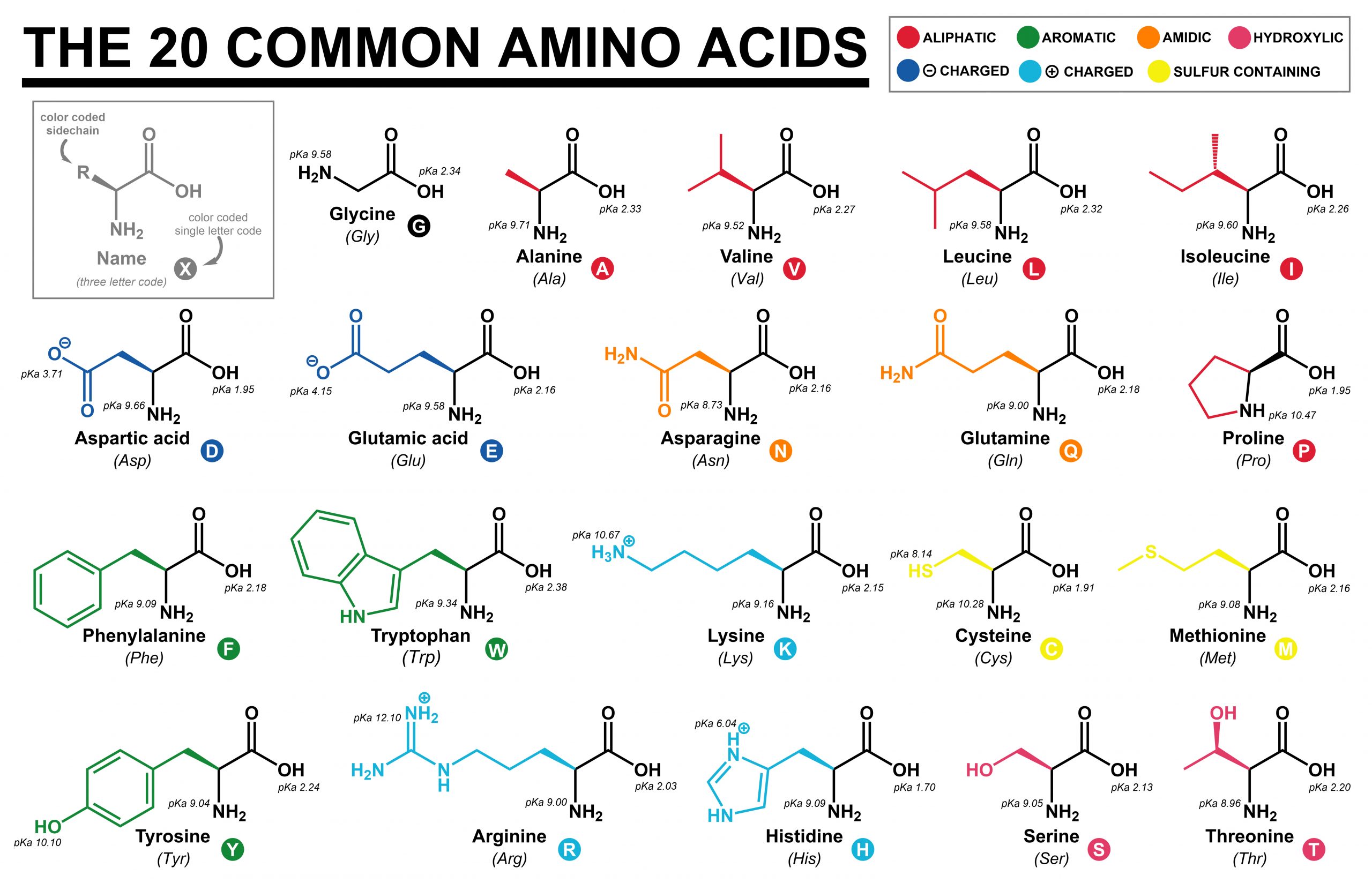 What Are Amino Acids The Science Blog What Are Amino Acids The Science Blog