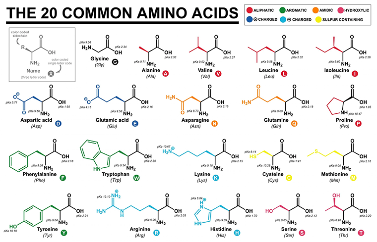 20 common amino acids