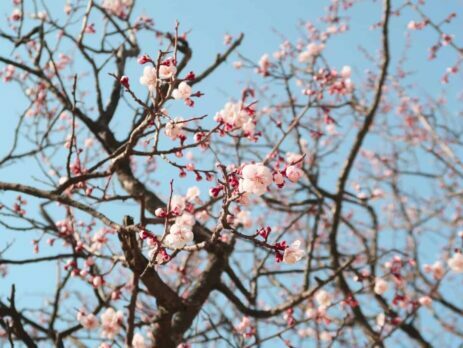 Cherry blossom blooming in spring