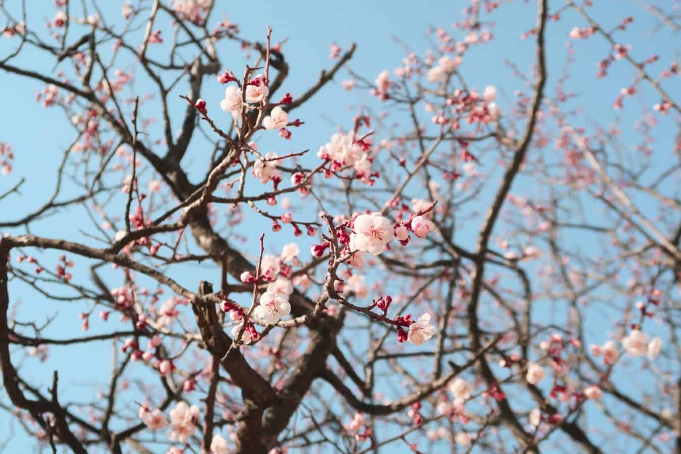 Cherry blossom blooming in spring