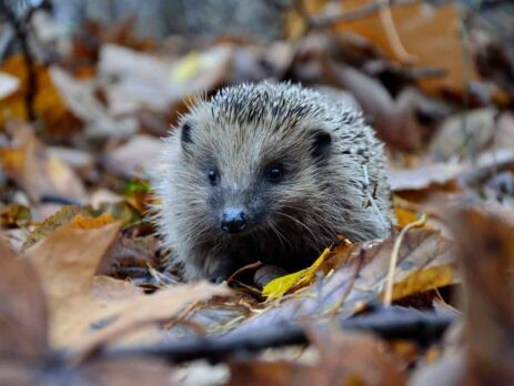Tin Hedgehog Experiment||Tin Hedgehog||Tin Hedgehog||How to Make a Tin Hedgehog