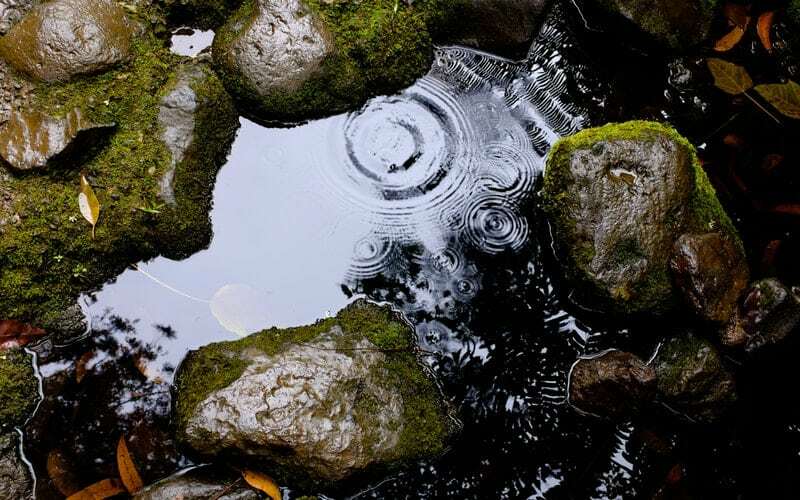 A small puddle between moss-covered rocks after rain