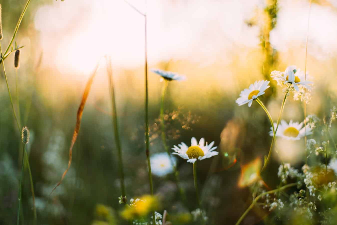 Macro shot of daisies 